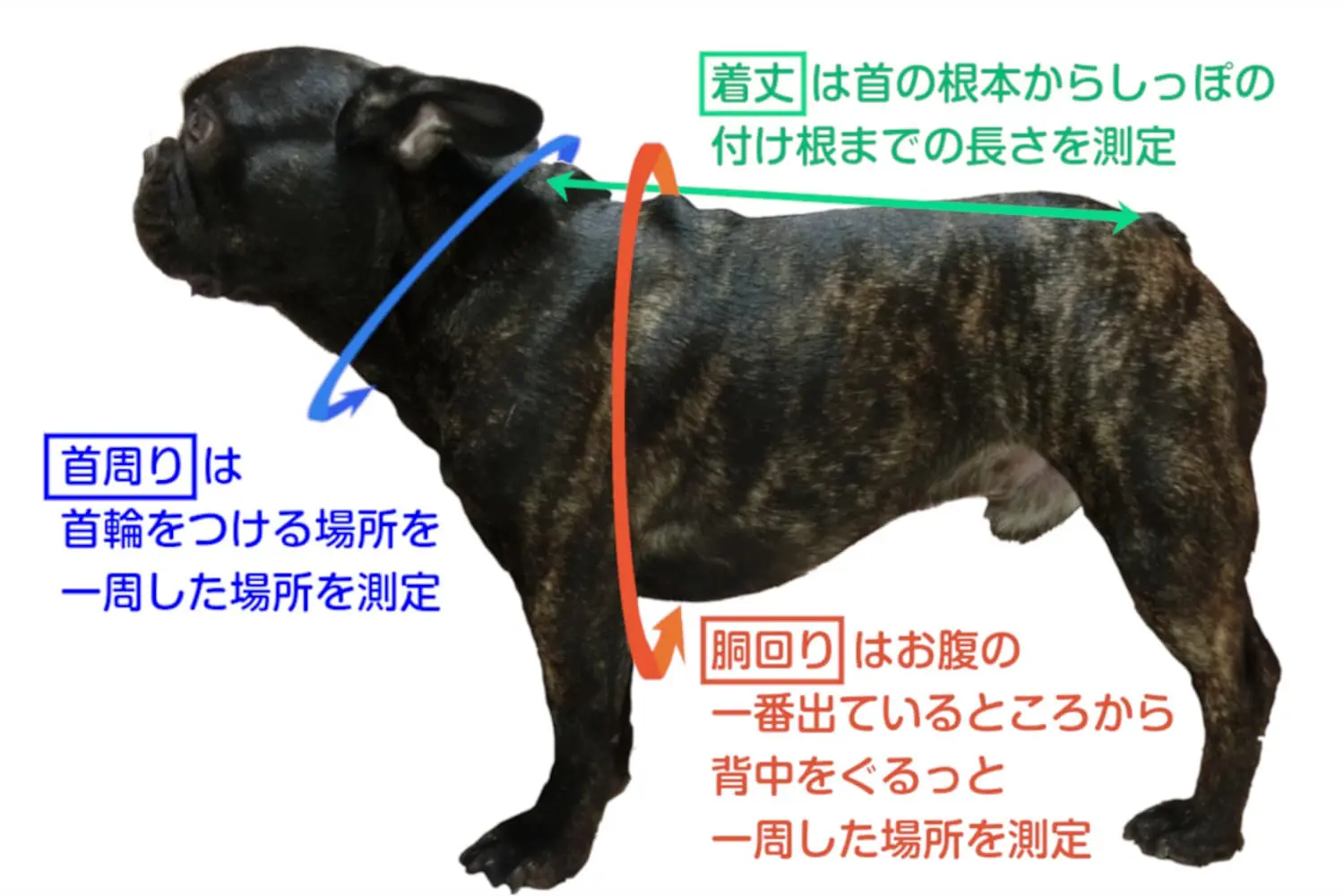 犬の服サイズ測り方